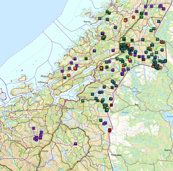 P&aring;viste tap av tamrein til fredet rovvilt  2024
