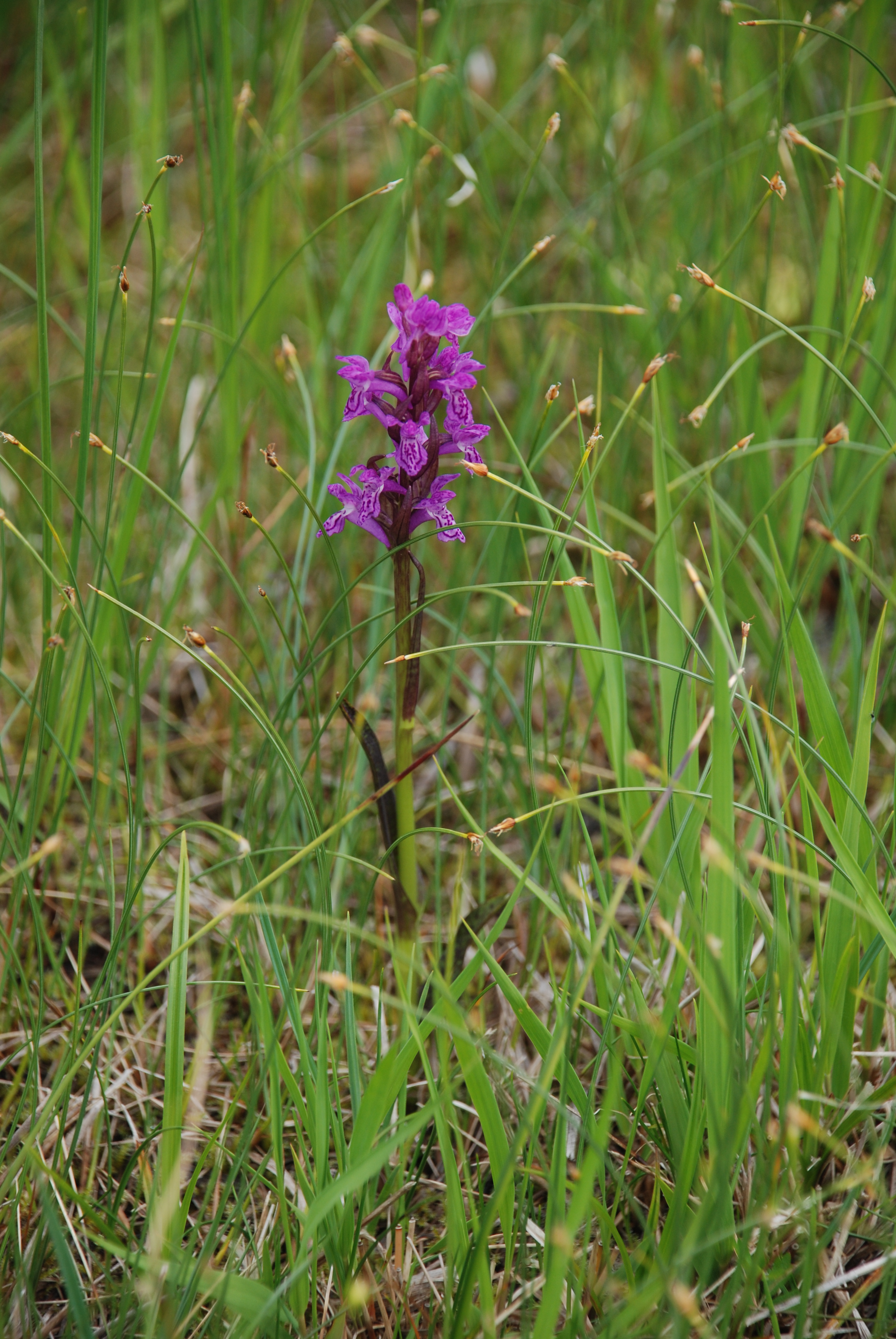 &Oslash;vreForra120712_Blodmarihand_Dactylorhiza_incarnata_ssp_cruenta1_ALyngstad.JPG