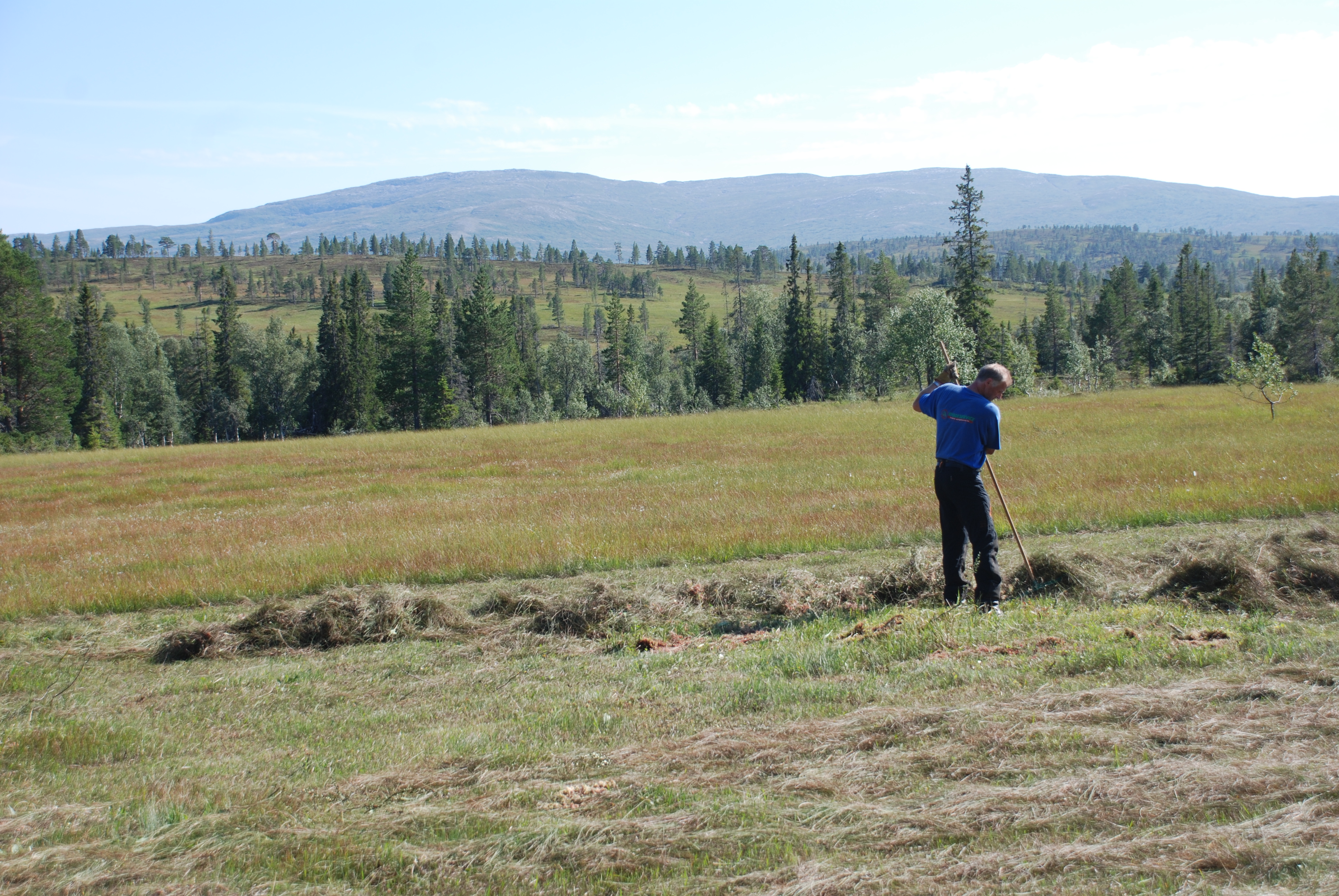 Skj&oslash;tsel_&Oslash;vreForraAugust2010_Raking03Ystad_P&aring;Hest&aring;sl&aelig;ttetmotHest&aring;aHundskinnetKliningen_ALyngstad.jpg
