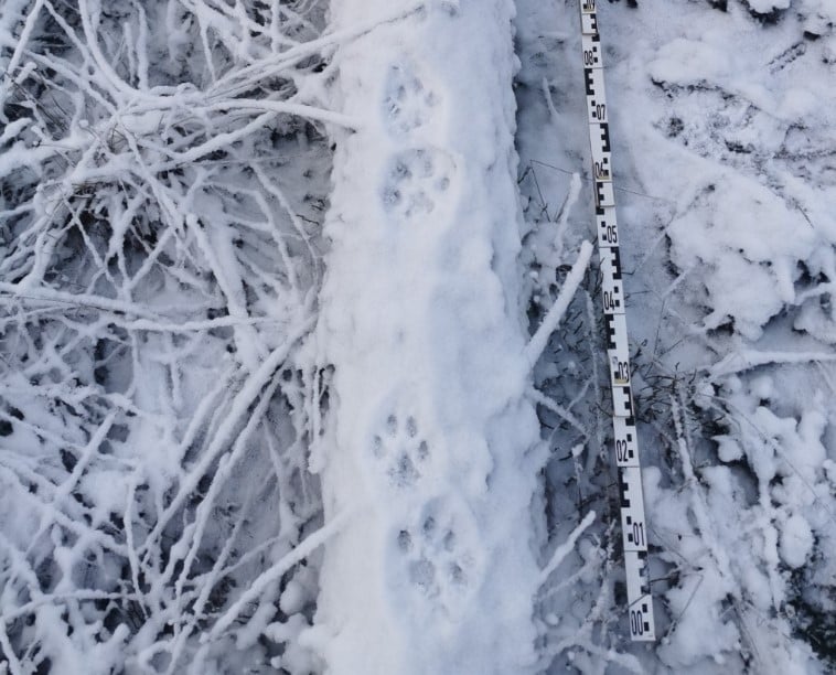 Spor fra gaupe på en snødekt stokk i skogen. 