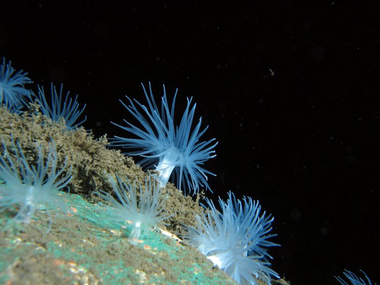 Korallnellik er ei anemone som trivst på langt meir grunne område i Dalsfjorden enn det som er vanleg i fjordane våre. Den lev i straumrike område, der den filtrerer vatn og finn næring. 
