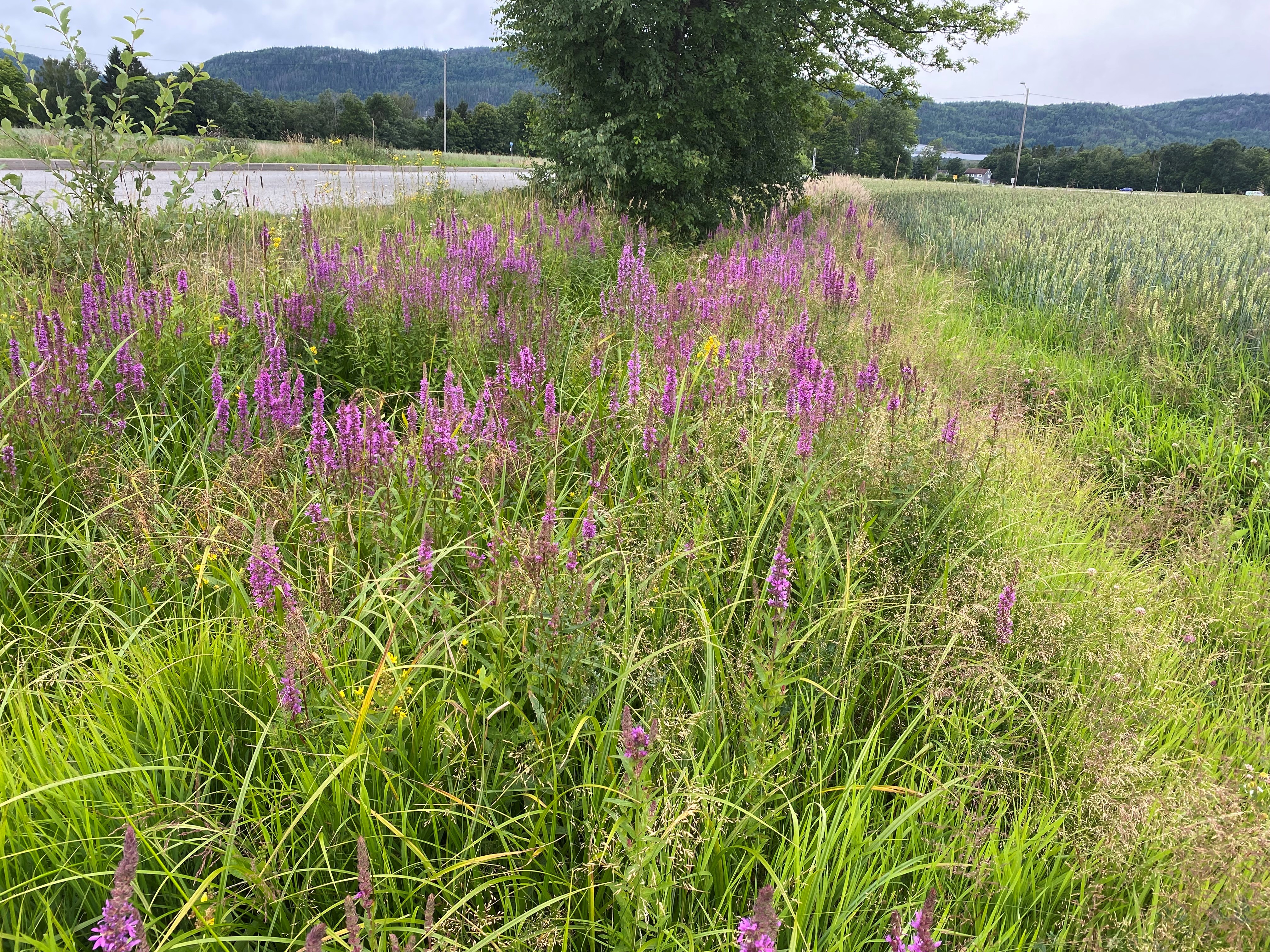 Blomster i kanten mellom vei og åker.