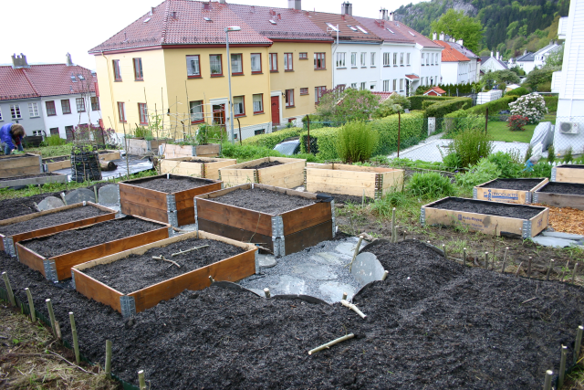 Christineg&aring;rden, i Sandviken i Bergen, laga om delar av sitt hageareal til parsellhagar i 2015 og har i dag om lag 15 personar som driv parsellane sine der. Foto: Gerd Lithun