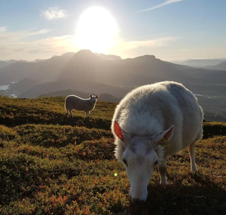 To sauer på fjellbeite i blåbærlyng. Sol fra blå og lettskya himmel.