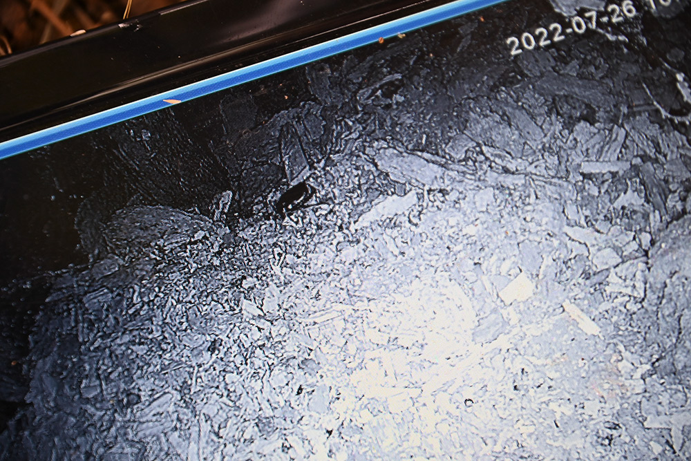 I 2020 og 2021 ble det konstatert at eremitten har overlevd i sitt nye miljø på Berg. Dette bildet viser at billene også lever i 2022.