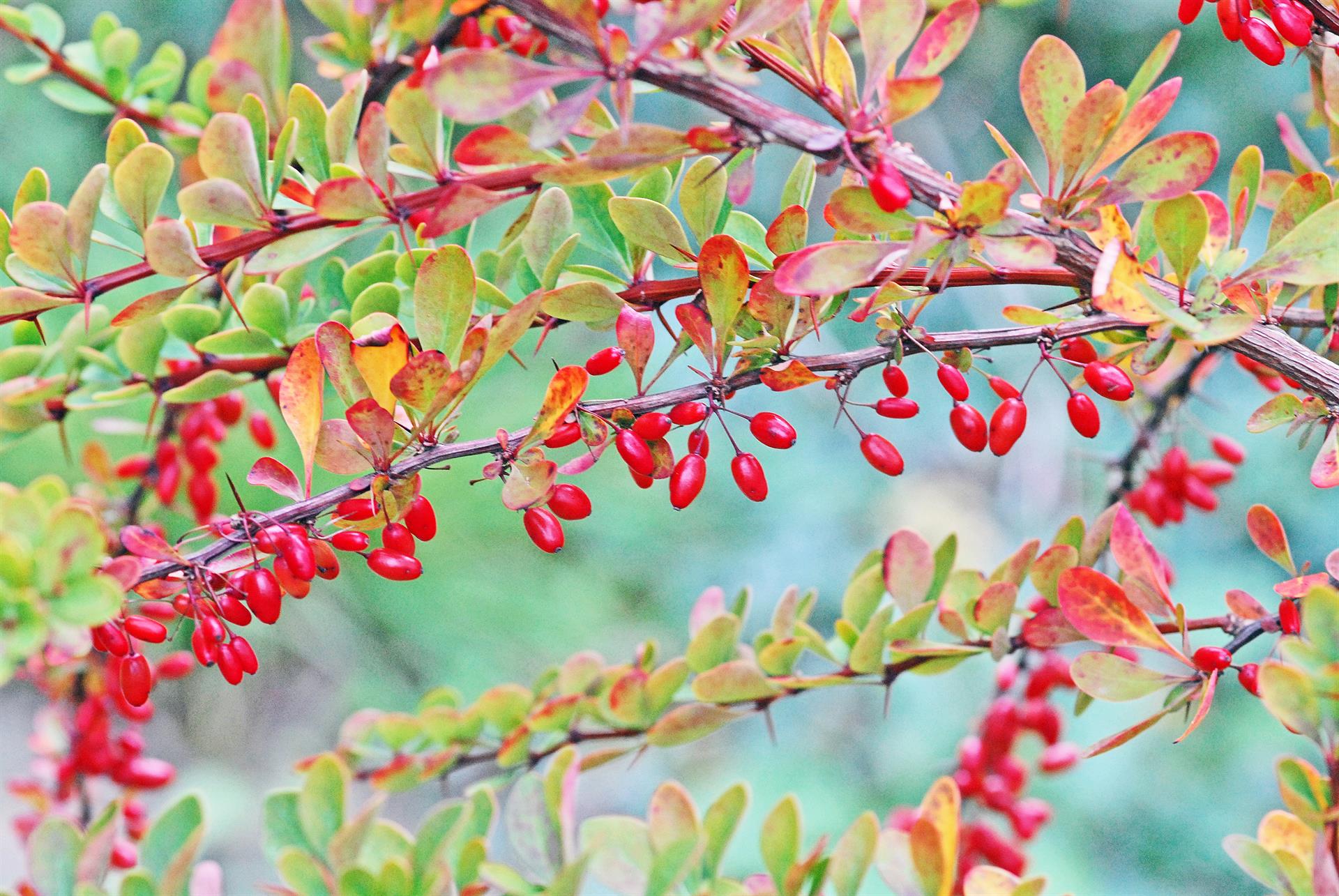 Høstberberis med bær