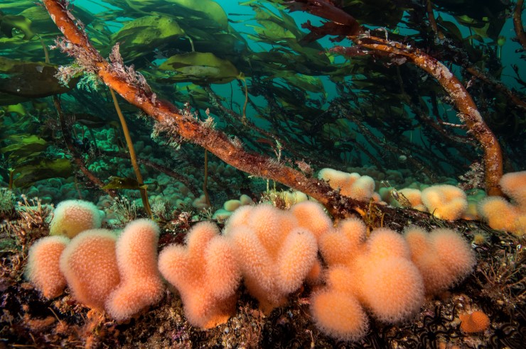 Det er nasjonalt viktig stortareskog i kystavsnittet rundt Stadhalvøya. Tareskogen er eit tredimensjonalt oppvekstområde for ei rekkje marine artar, og eitt av klodens mest produktive økosystem. Visste du at det kan leve opptil 10 000 organismar på ein enkelt tarestilk? 