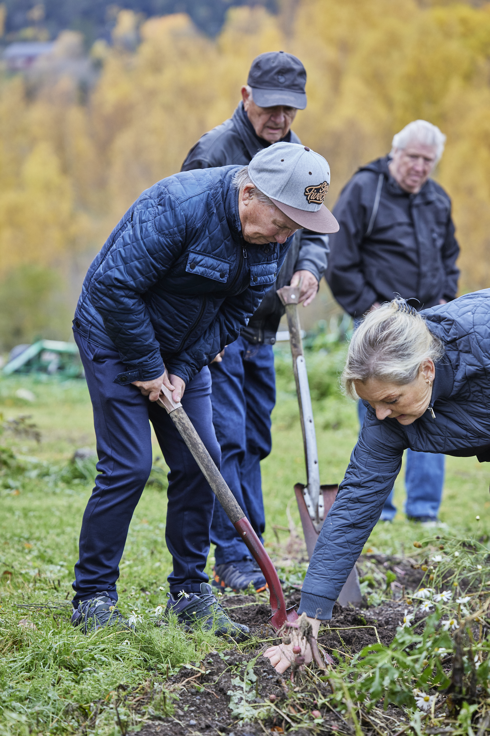 Et bilde av en gruppe personer som tar opp poteter fra et jorde om høsten.
