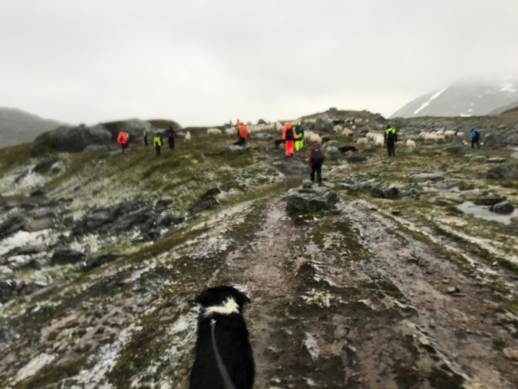 Svært dårleg ver under sankinga mange stadar i fylket. 