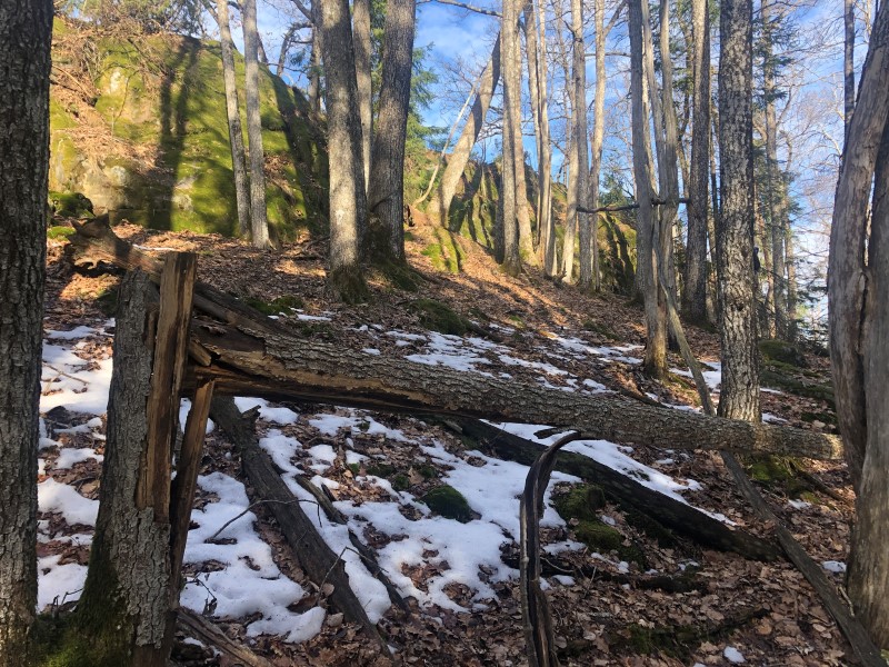 Gammel eikeskog fra området som er foreslått vernet som Iverstadfjellet naturreservat