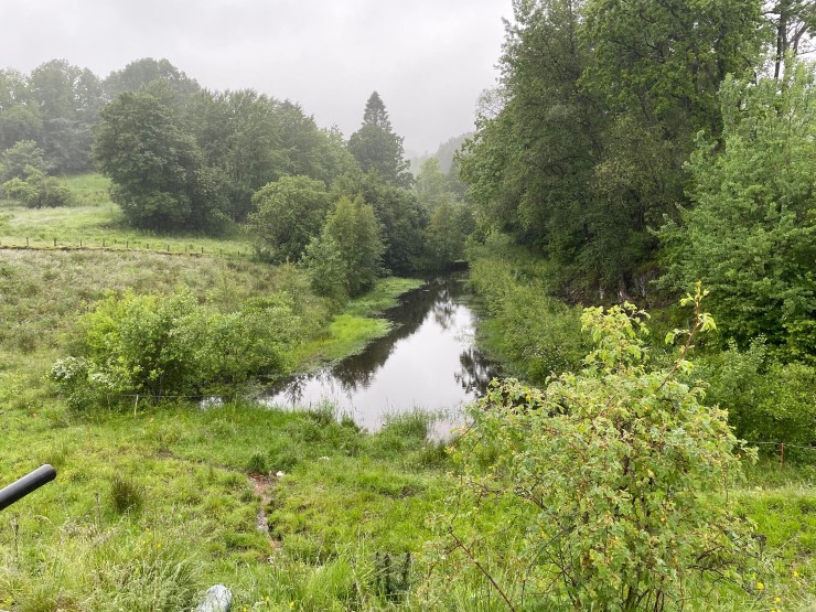 Grøn skog, dam, grønt gras, overskya