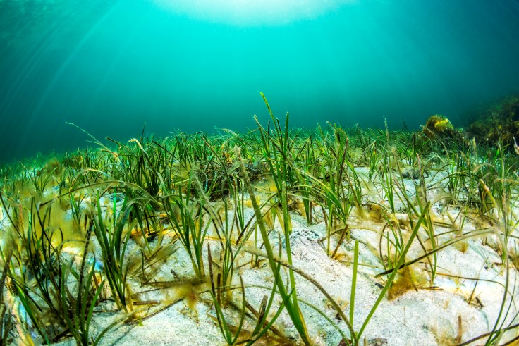 Ålegrasenga trivst på grunn mudder- og sandbotn, og er oppvekststad for mange artar. Ålegraset er ein av dei få blomsterplantane som lever under vatn. Den tek opp CO2 og lagrar karbon, demper bølgjer mot land og held sand og mudder på plass med røtene sine. Ålegraseng er ein eigen naturtype. 