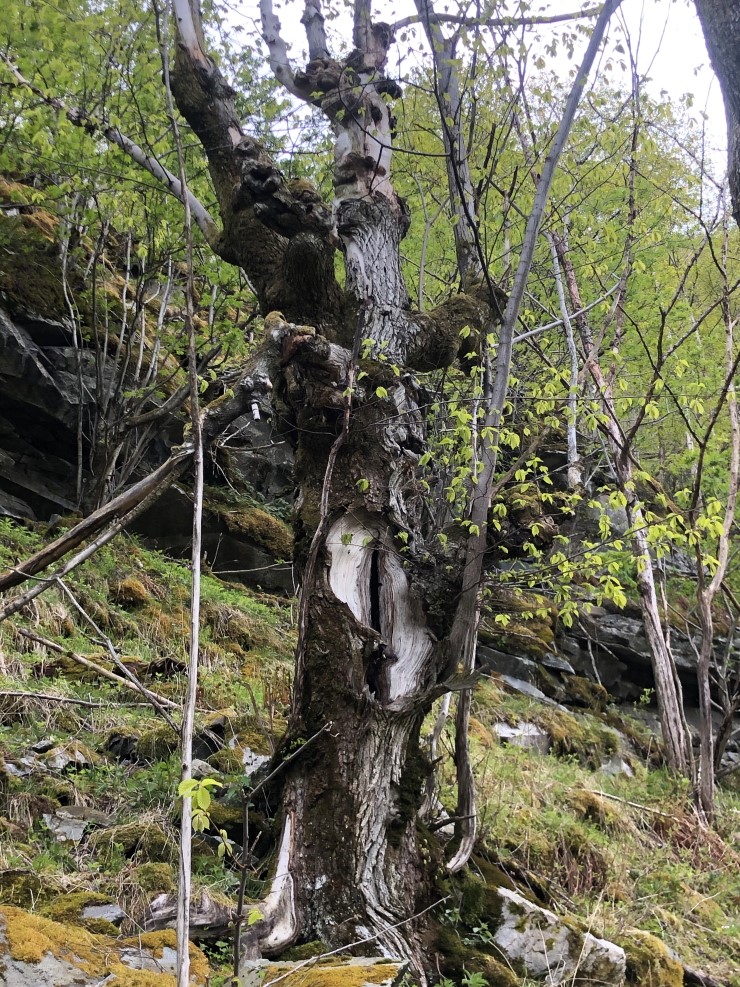 Denne gamle almen bur i området som no er tilbydd til frivillig skogvern. Det er påvist fire raudlisteartar i Lykkja som treng gamal alm for å overleve. Alma er ein varmekjær art som ikkje trivst kor som helst i fylket vårt. 
