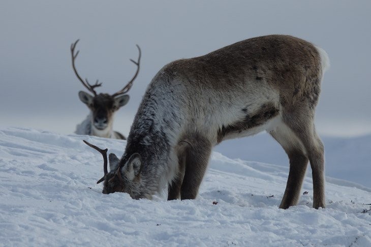 Det er samansette faktorar som bidreg til at begge dei nasjonale villreinområda i Vestland blir klassifisert som dårlege i den nyleg framlagte rapporten. Nedbygging av natur og menneskjeleg aktivitet i villreinen sine leveområde er to av årsakane. 