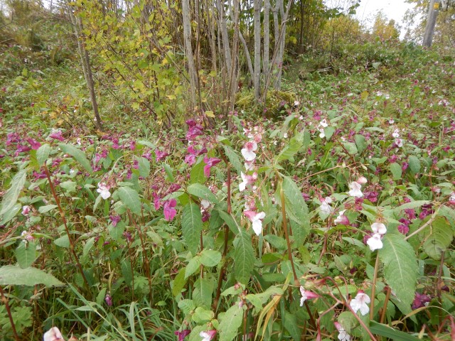Kjempespringfr&oslash;. Foto: Fylkesmannen
