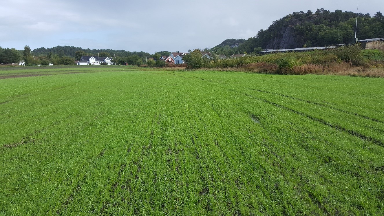 Raigras og rug som fangvekst etter tidligpotet.