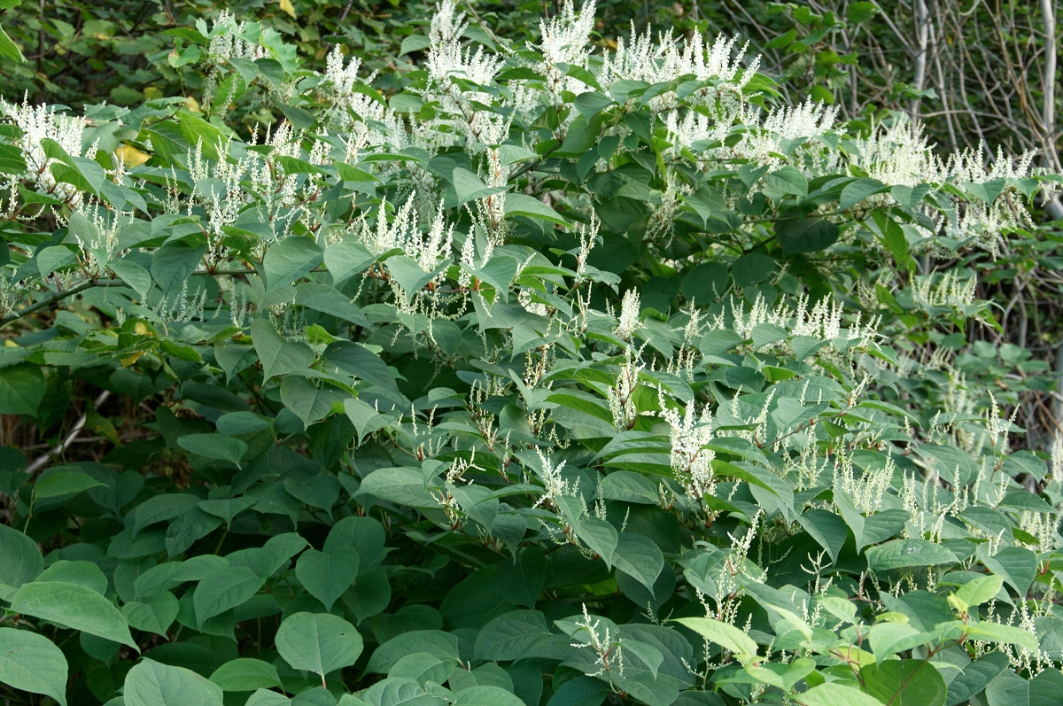 Parkslirekne er en av de aller verste fremmede planteartene. Arten er vurdert til å ha svært høy risiko for å påvirke det opprinnelige naturmangfoldet. Det skal bare en liten plantedel til for å gi opphav til en ny plante. Arten sprer seg derfor lett. Håndtering av masser der det vokser parkslirekne er underlagt strenge bestemmelser for å hindre spredning.