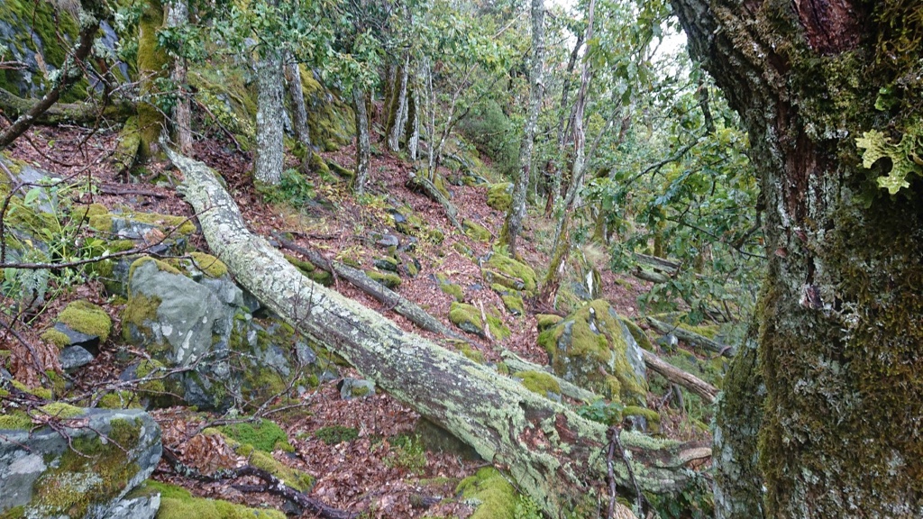 Gammel eikeskog i Ubergsfjell naturreservat.