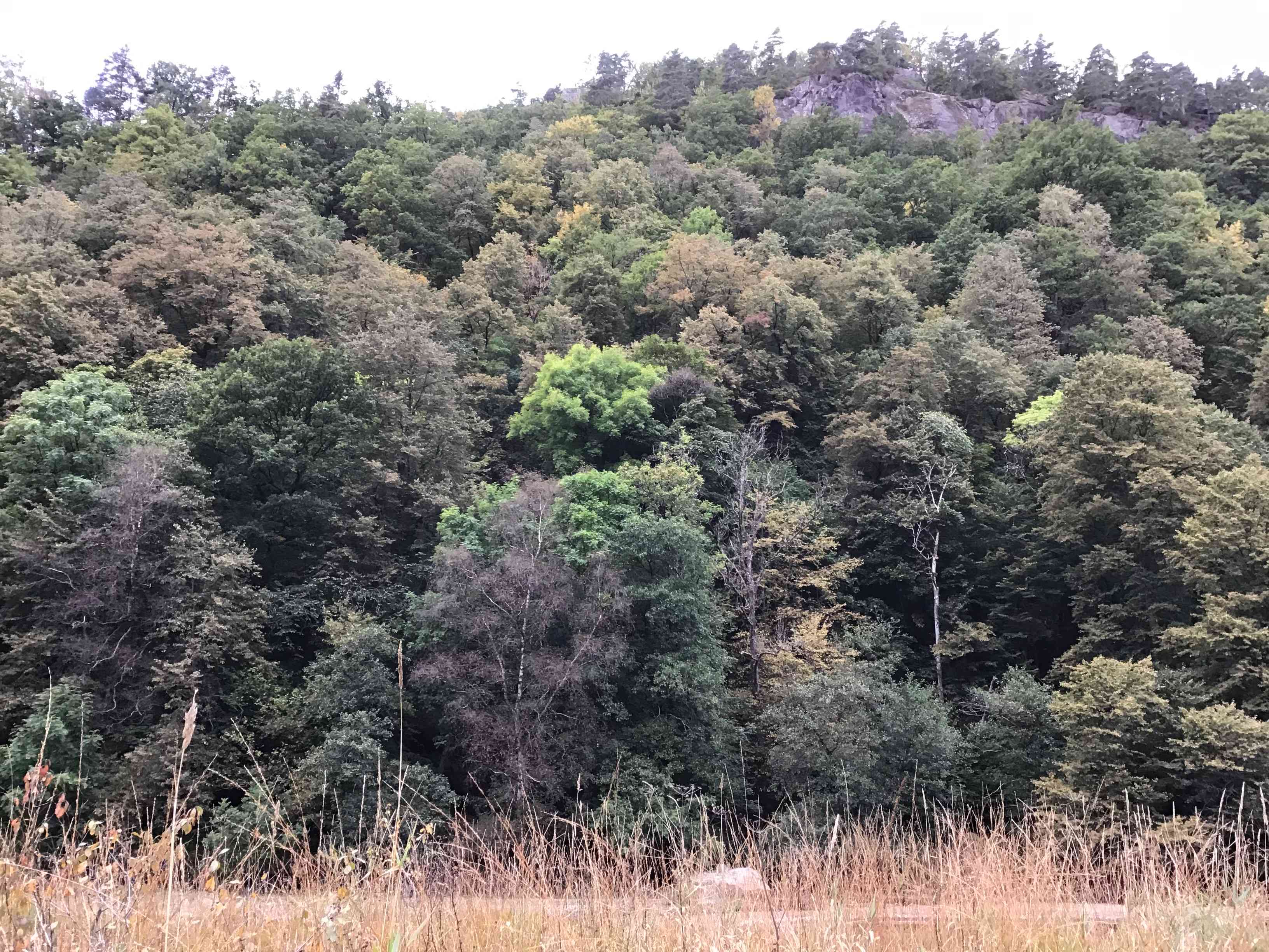 Bilde av edelløvskog i foreslåtte Steinsfjellet naturreservat i Lyngdal kommune. 