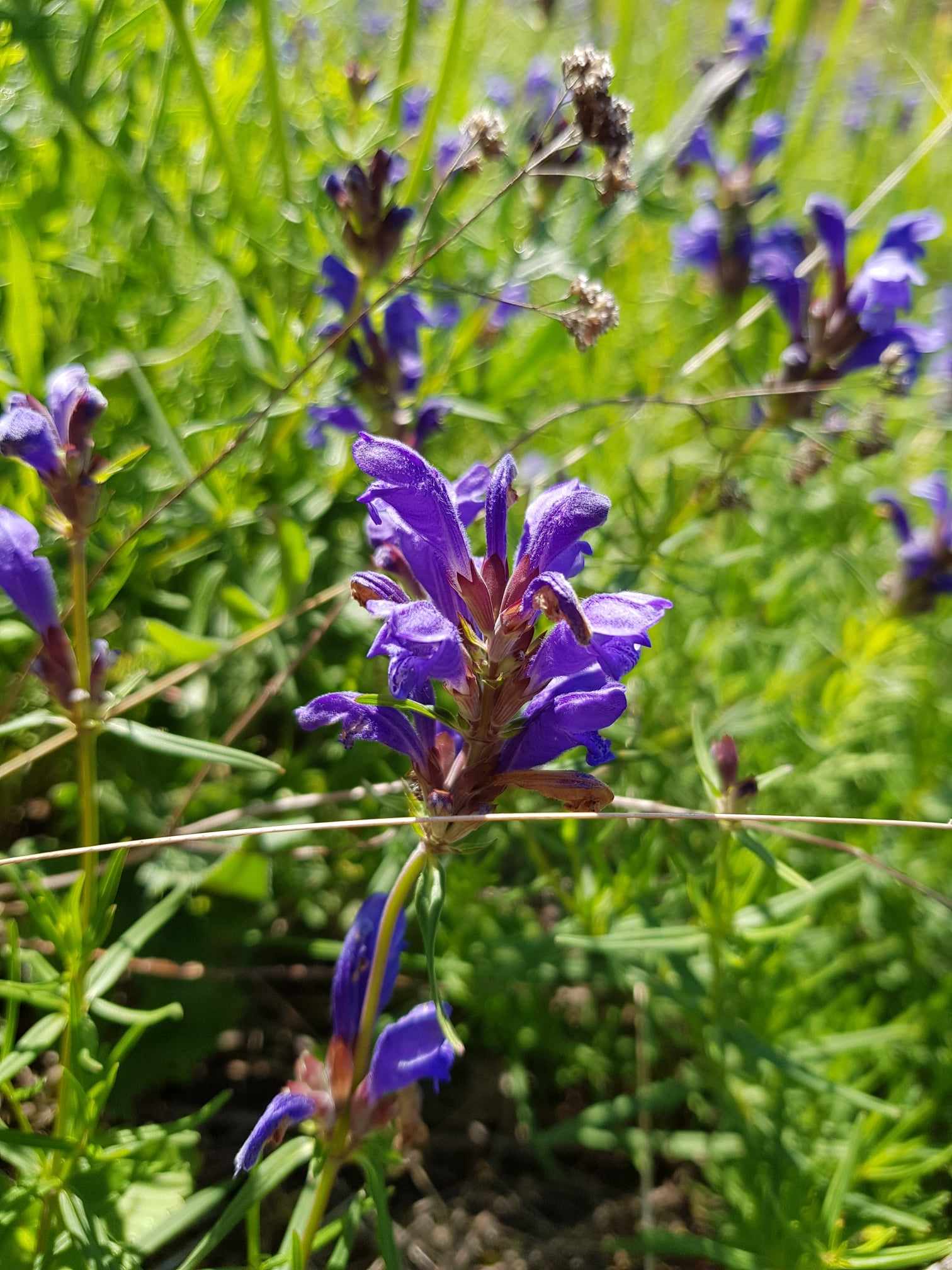 Blå blomst blant gress
