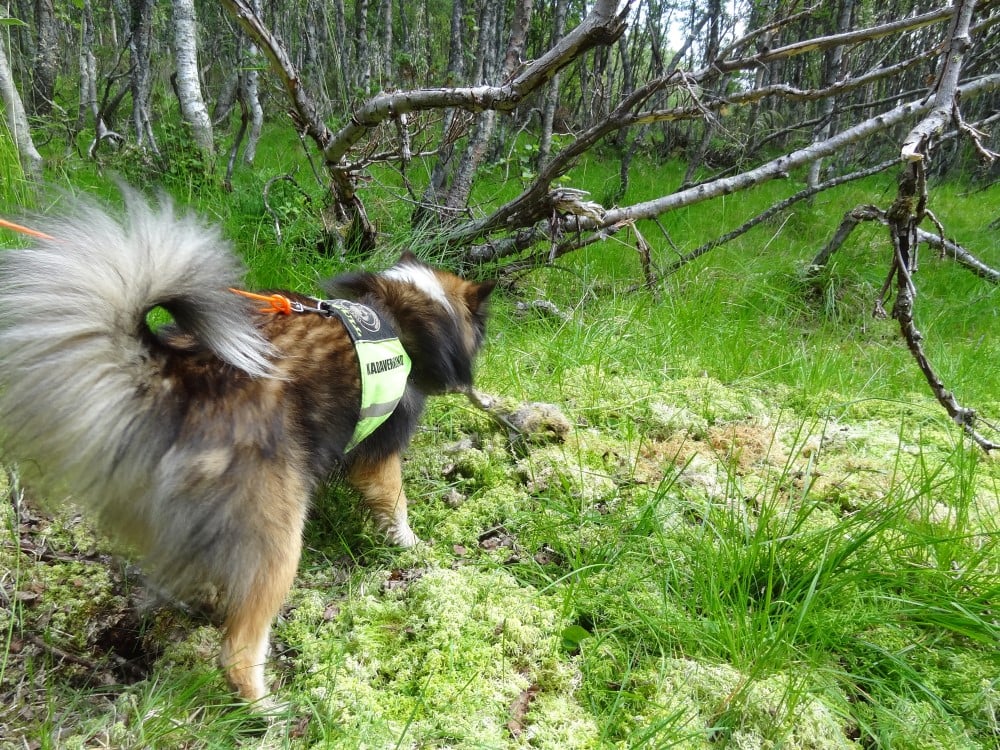 Hund som har funnet sauekadaver i utmarka