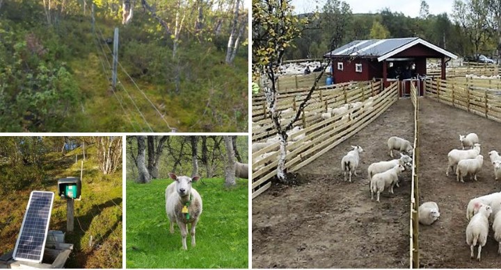 Bildemontasje av bilder av sau og beiteområder