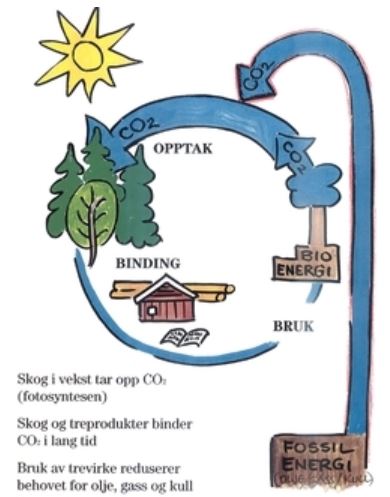 Illustrasjon karbonkretsløpet