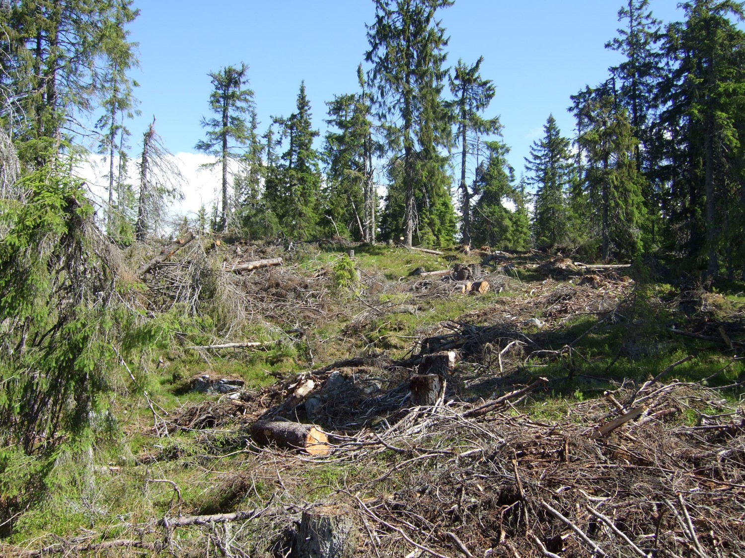 Hogst i skog