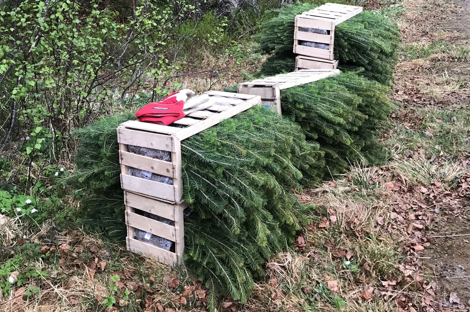 Planter klare for nytt hjem.