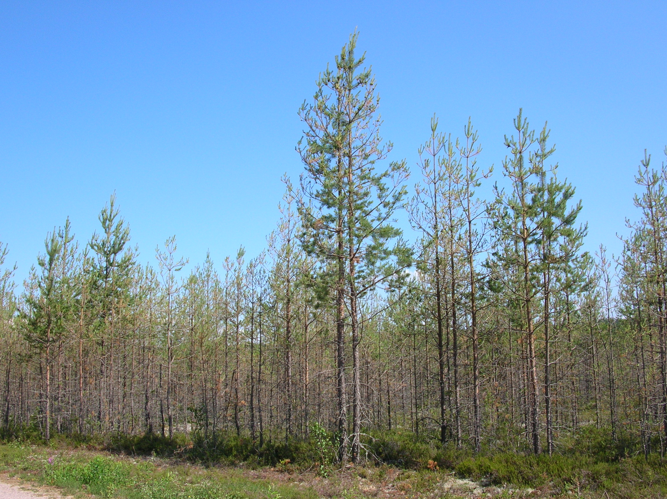 Skog med skade av furubarveps