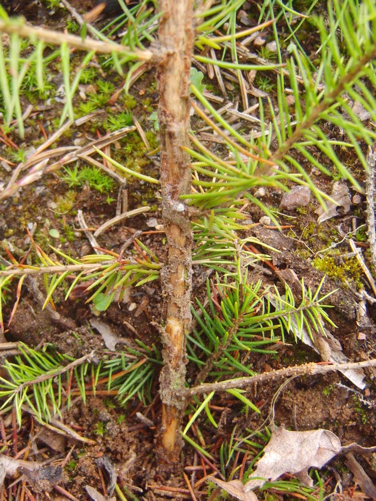 Snutebillegnag