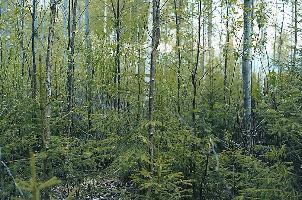 Ungskogpleie er et n&oslash;dvendig tiltak for &aring; f&aring; god arealavkastning. Foto: Jon Eivind Vollen