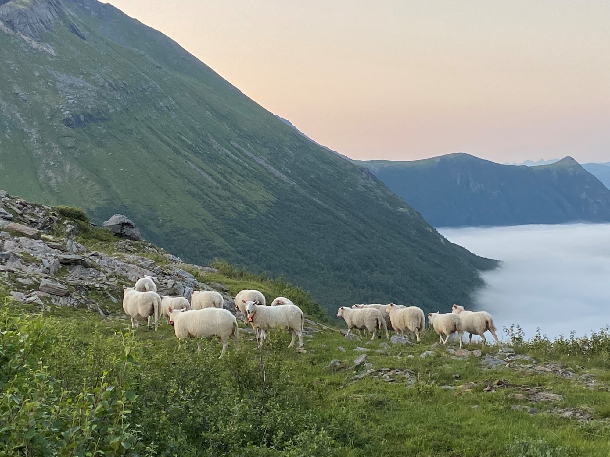 Sau som beiter på Storvikskaret
