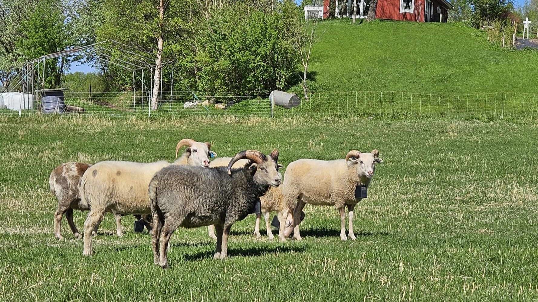 Fem værer av villsau som står på innmark og ser mot kamera.