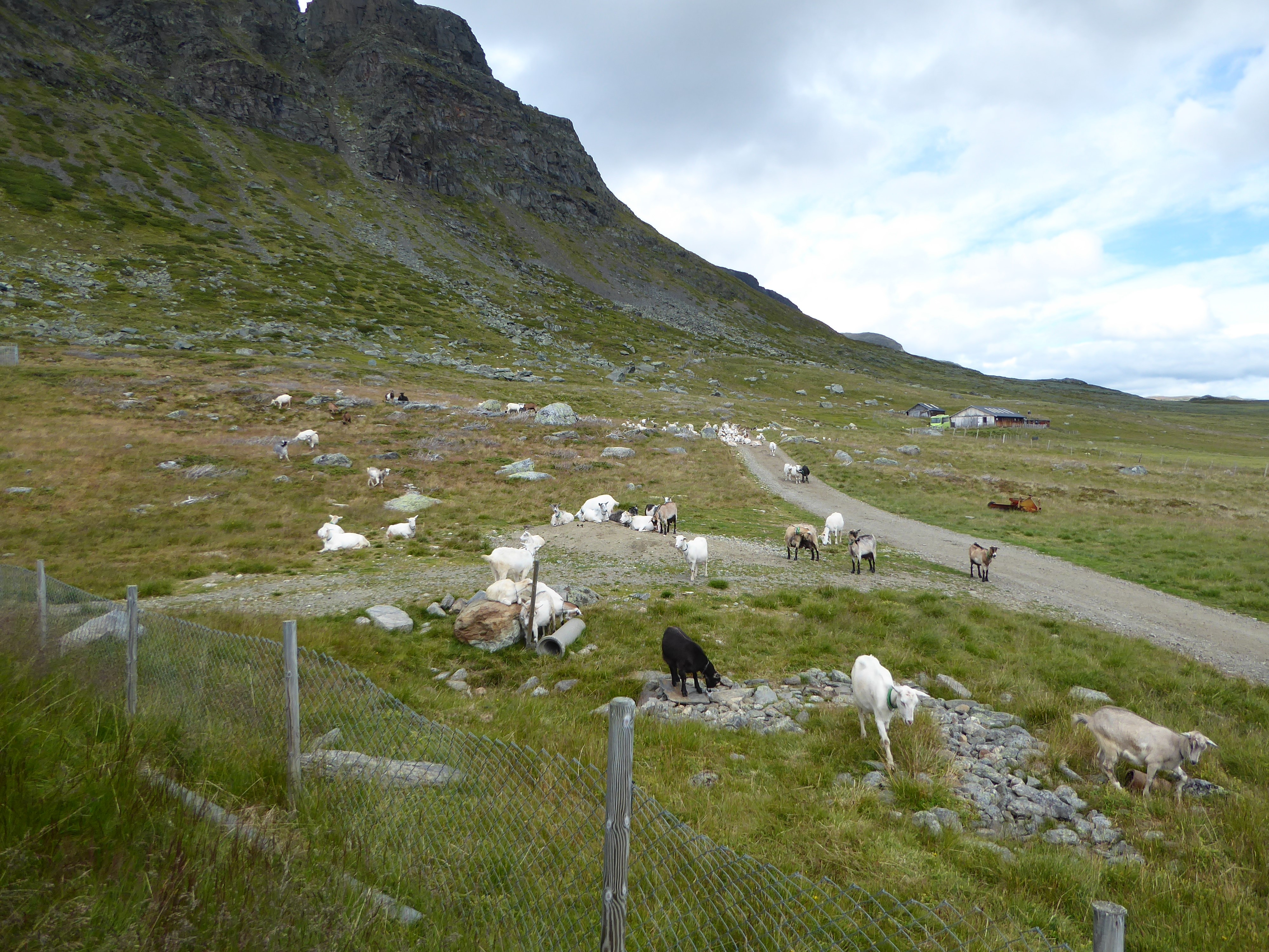 Fjellandskap med geiter på beite.