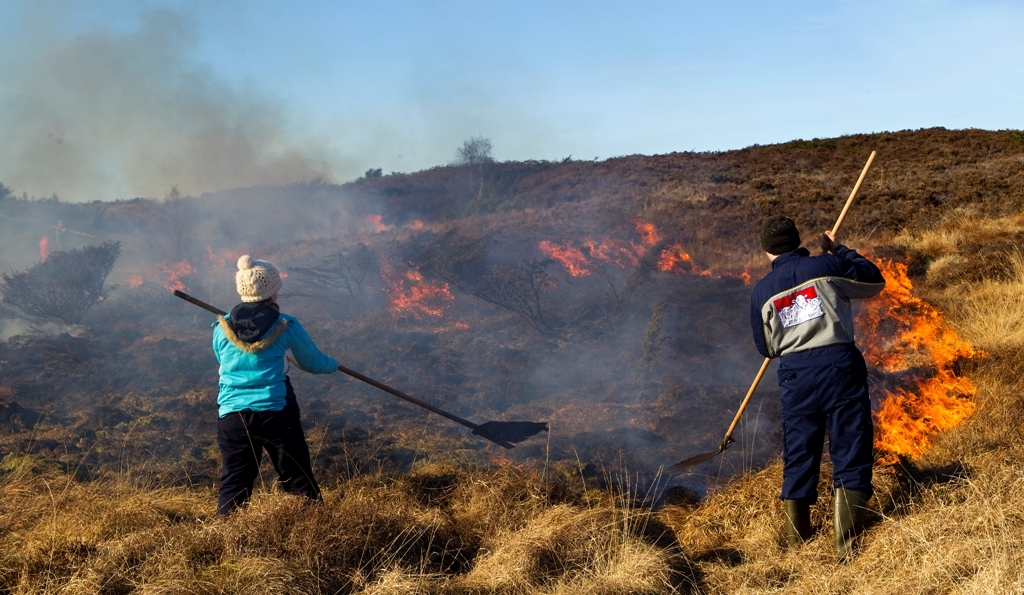 Brenning av kystlynghei på Helland, Rennesøy. Foto: Rune Søiland, Ecofact Brenning av kystlynghei på Helland, Rennesøy