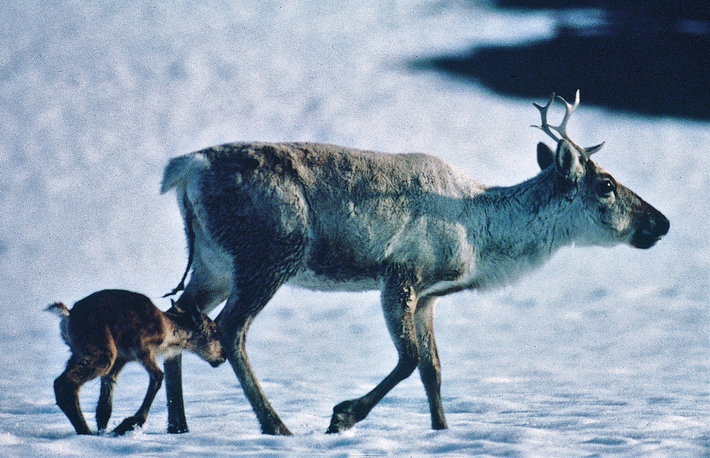 Simle med nyfødt kalv. Foto: Terje Skogland