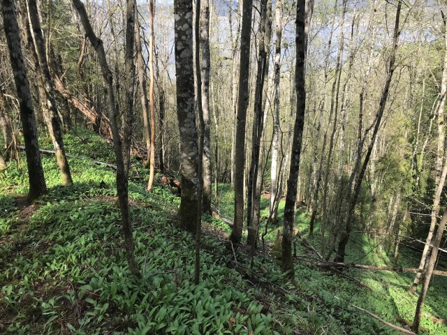 Angerskleiv i Holmestrand med naturtypen frisk lågurtedellauvskog med ramsløk. Foto: Statsforvalteren i Vestfold og Telemark

