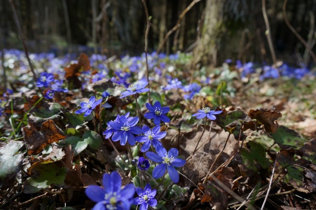 Blåveis på Østerøya i Sandefjord. Foto: Birgit Brosø
