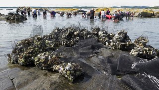 Stor dugnadsinnsats med innsamling av stillehavs&oslash;sters ved Djupoddenskj&aelig;ra p&aring; innsiden av Jomfruland. Foto: Jan Erik Tangen