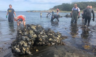 Stor dugnadsinnsats med innsamling av stillehavs&oslash;sters ved Djupoddenskj&aelig;ra p&aring; innsiden av Jomfruland. Foto: Jan Erik Tangen