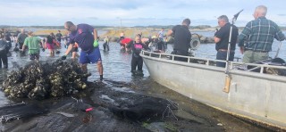Stor dugnadsinnsats med innsamling av stillehavs&oslash;sters ved Djupoddenskj&aelig;ra p&aring; innsiden av Jomfruland. Foto: Jan Erik Tangen