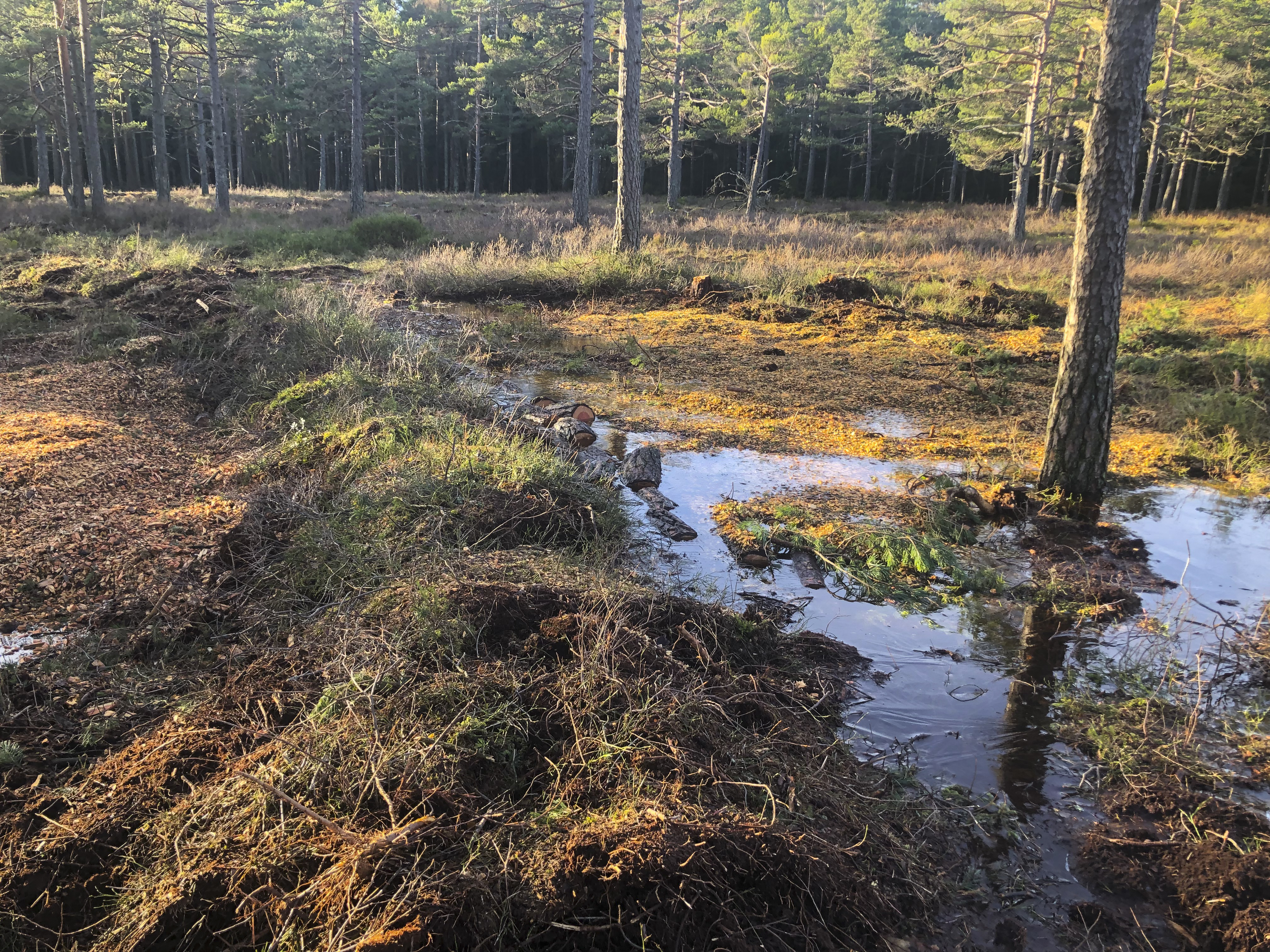 Mykje av skogen i nord blei hogd og vasstanden heva i fase 1 i 2019. Meir skog må bort i år, for å restaurere myra sør for tjernet.