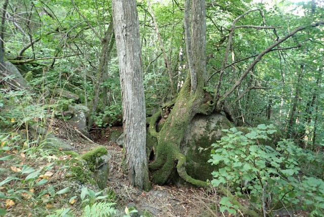 Rik edellauvskog i Hanakne- Reieråsen- Furuåsen øst i Porsgrunn. Foto: John Gunnar Brynjulvsrud, BioFokus