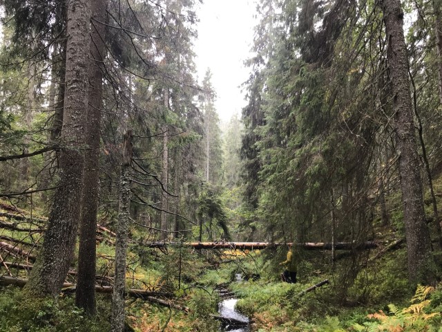 Gamal granskog i Trestikledalen. Foto: Fylkesmannen i Vestfold og Telemark
