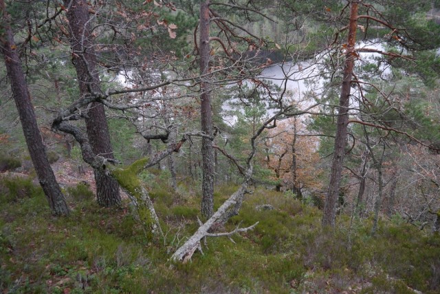 Korsvann -  Eldre furuskog med eikekvaliteter. Foto J.G. Brynjulvsrud
