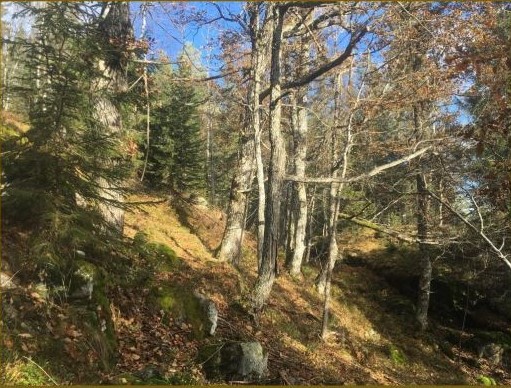 Sauås og Suggeås -  I den sørøstvendte lia er det en del eik.   Foto: Maria K. Hertzberg