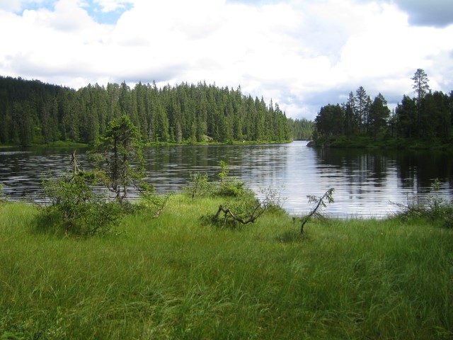 Skrim og Sauheradfjell:  Urstjern. Bilde er tatt juli 2009.