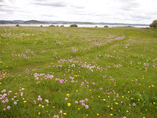 Blomsterenger er ofte artsrike og viktig matkilde for mange arter av insekter. Foto: Statsforvalteren i Vestfold og Telemark. 