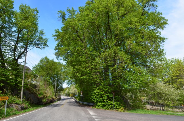 Bøketreet på Lindhøy naturminne.